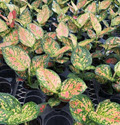 4" Aglaonema Katrina